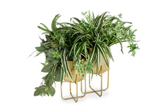 Albert Planter SET OF 2 GOLD