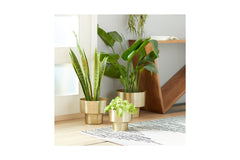 Lily Planter SET OF 3