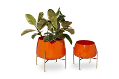 Pothos Planter SET OF 2