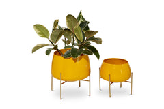 Pothos Planter SET OF 2